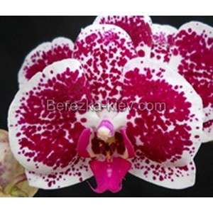 Орхидея 2 ветки (Doritaenopsis-Chian-Xen-Pearl-Ming-Ho)